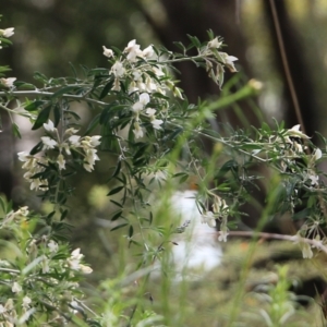Chamaecytisus palmensis at Glenroy, NSW - 27 Sep 2021 11:10 AM
