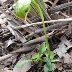 Pterostylis nutans (Nodding Greenhood) at Holt, ACT - 27 Sep 2021 by drakes