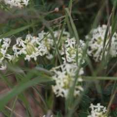 Pimelea humilis (Common Rice-flower) at Glenroy, NSW - 27 Sep 2021 by Kyliegw