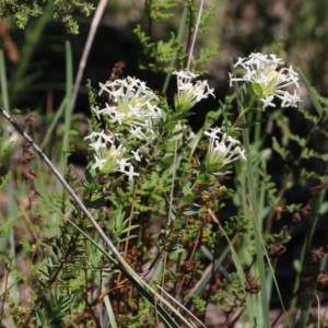 Pimelea humilis at Glenroy, NSW - 27 Sep 2021