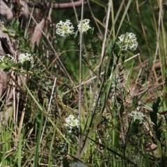 Pimelea humilis at Glenroy, NSW - 27 Sep 2021