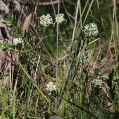 Pimelea humilis at Glenroy, NSW - 27 Sep 2021 10:35 AM