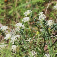 Pimelea humilis at Glenroy, NSW - 27 Sep 2021