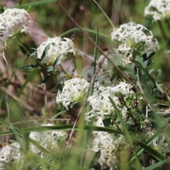 Pimelea humilis at Glenroy, NSW - 27 Sep 2021