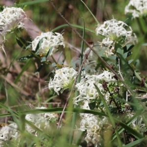 Pimelea humilis at Glenroy, NSW - 27 Sep 2021