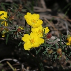 Hibbertia riparia (Erect Guinea-flower) at Albury - 27 Sep 2021 by Kyliegw