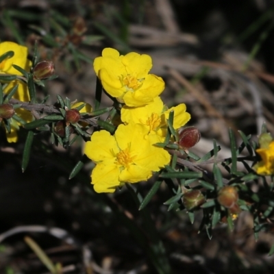 Hibbertia riparia (Erect Guinea-flower) at Glenroy, NSW - 27 Sep 2021 by Kyliegw