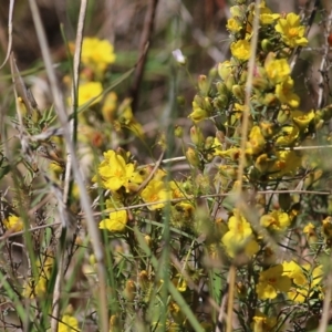 Hibbertia riparia at Glenroy, NSW - 27 Sep 2021 10:13 AM