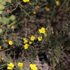 Hibbertia riparia at Glenroy, NSW - 27 Sep 2021