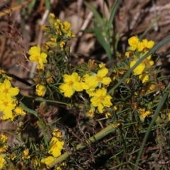 Hibbertia riparia at Glenroy, NSW - 27 Sep 2021