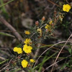 Hibbertia riparia at Glenroy, NSW - 27 Sep 2021 10:13 AM