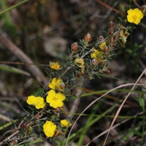 Hibbertia riparia at Glenroy, NSW - 27 Sep 2021 10:13 AM