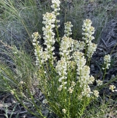 Stackhousia monogyna (Creamy Candles) at Mount Ainslie - 26 Sep 2021 by JaneR