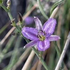 Thysanotus patersonii (Twining Fringe Lily) at Mount Ainslie - 26 Sep 2021 by JaneR