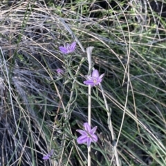 Thysanotus patersonii at Majura, ACT - 26 Sep 2021 02:36 PM