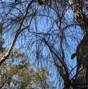 Allocasuarina verticillata at Currawang, NSW - suppressed