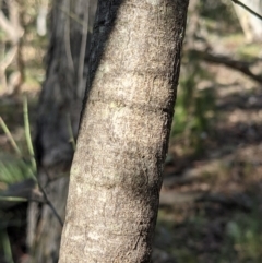Allocasuarina verticillata at Currawang, NSW - 3 Sep 2021