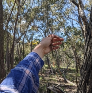 Allocasuarina verticillata at Currawang, NSW - 3 Sep 2021