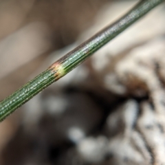 Allocasuarina verticillata at Currawang, NSW - suppressed