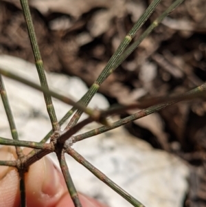 Allocasuarina verticillata at Currawang, NSW - suppressed