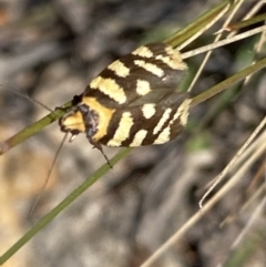 Tanyzancla argutella (A concealer moth) at Wanniassa Hill - 26 Sep 2021 by RAllen