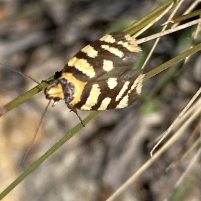 Tanyzancla argutella (A concealer moth) at Wanniassa Hill - 26 Sep 2021 by RAllen