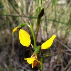 Diuris nigromontana (Black mountain leopard orchid) at Holt, ACT - 26 Sep 2021 by drakes