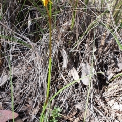 Diuris nigromontana at Holt, ACT - 27 Sep 2021