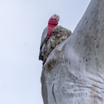 Eolophus roseicapilla (Galah) at Penrose, NSW - 18 Sep 2021 by Aussiegall