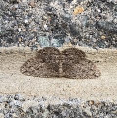 Zermizinga sinuata (Lucerne Looper, Spider Moth) at Majura, ACT - 28 Sep 2021 by FeralGhostbat