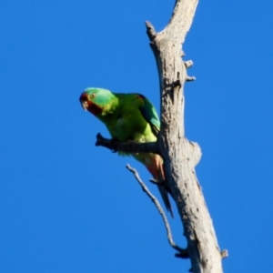 Lathamus discolor at Hughes, ACT - 28 Sep 2021