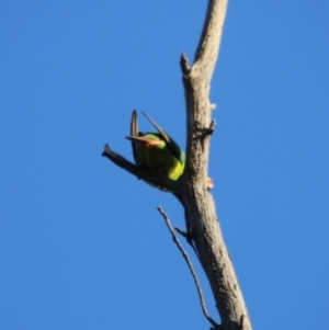 Lathamus discolor at Hughes, ACT - 28 Sep 2021