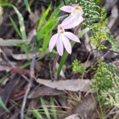 Caladenia carnea (Pink fingers) at Symonston, ACT - 27 Sep 2021 by SRoss