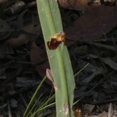 Bossiaea sp. at Bundanoon, NSW - 19 Sep 2021 by Curiosity