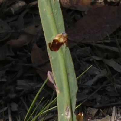 Bossiaea sp. at Morton National Park - 19 Sep 2021 by Curiosity