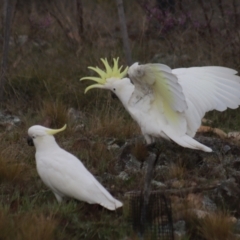 Cacatua galerita (Sulphur-crested Cockatoo) at Gundaroo, NSW - 28 Sep 2021 by Gunyijan