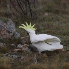 Cacatua galerita at Gundaroo, NSW - 28 Sep 2021