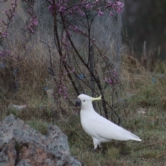 Cacatua galerita at Gundaroo, NSW - 28 Sep 2021