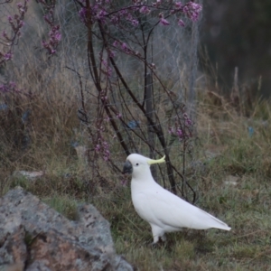 Cacatua galerita at Gundaroo, NSW - 28 Sep 2021 07:11 AM