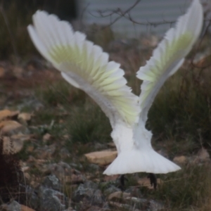 Cacatua galerita at Gundaroo, NSW - 28 Sep 2021