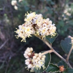 Pomaderris eriocephala (Woolly-head Pomaderris) at Black Mountain - 26 Sep 2021 by RWPurdie