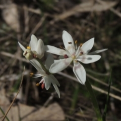 Wurmbea dioica subsp. dioica (Early Nancy) at Tuggeranong Hill - 17 Sep 2021 by michaelb