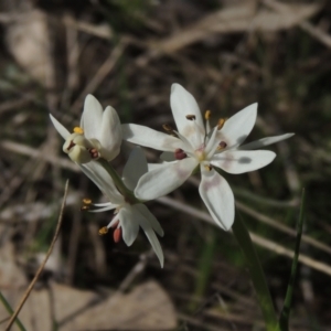 Wurmbea dioica subsp. dioica at Conder, ACT - 17 Sep 2021 02:39 PM