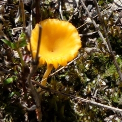 Unidentified Fungus at Wingecarribee Local Government Area - 19 Sep 2021 by Curiosity