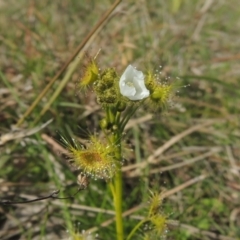 Drosera gunniana (Pale Sundew) at Conder, ACT - 17 Sep 2021 by MichaelBedingfield