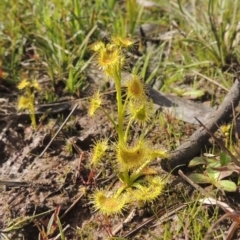 Drosera gunniana at Conder, ACT - 17 Sep 2021