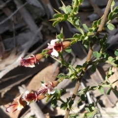 Bossiaea obcordata (Spiny Bossiaea) at Morton National Park - 19 Sep 2021 by Curiosity