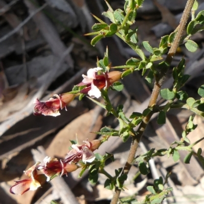 Bossiaea obcordata (Spiny Bossiaea) at Bundanoon, NSW - 19 Sep 2021 by Curiosity