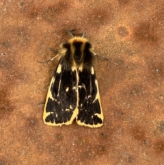 Ardices curvata (Crimson Tiger Moth) at Pialligo, ACT - 28 Sep 2021 by FeralGhostbat