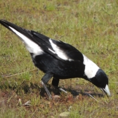 Gymnorhina tibicen (Australian Magpie) at Conder, ACT - 17 Sep 2021 by MichaelBedingfield